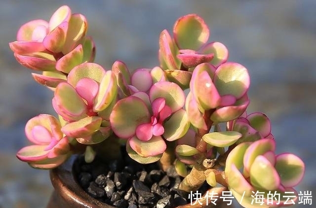 多肉植物中的6位舞者，个个都很漂亮，听名字就很想拥有一盆