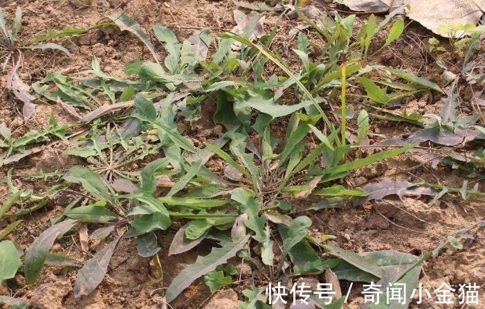 苦菜性|农村这种杂草,城里当野菜,我们却不知价值珍贵,现有人抢着种