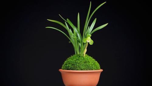  就要|书房就要养上5种花，实用风雅不落俗