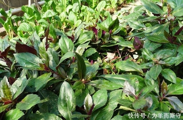 血蕨|這東西被農村人稱為“補血菜”,一年四季都可栽培,農民沒事就吃