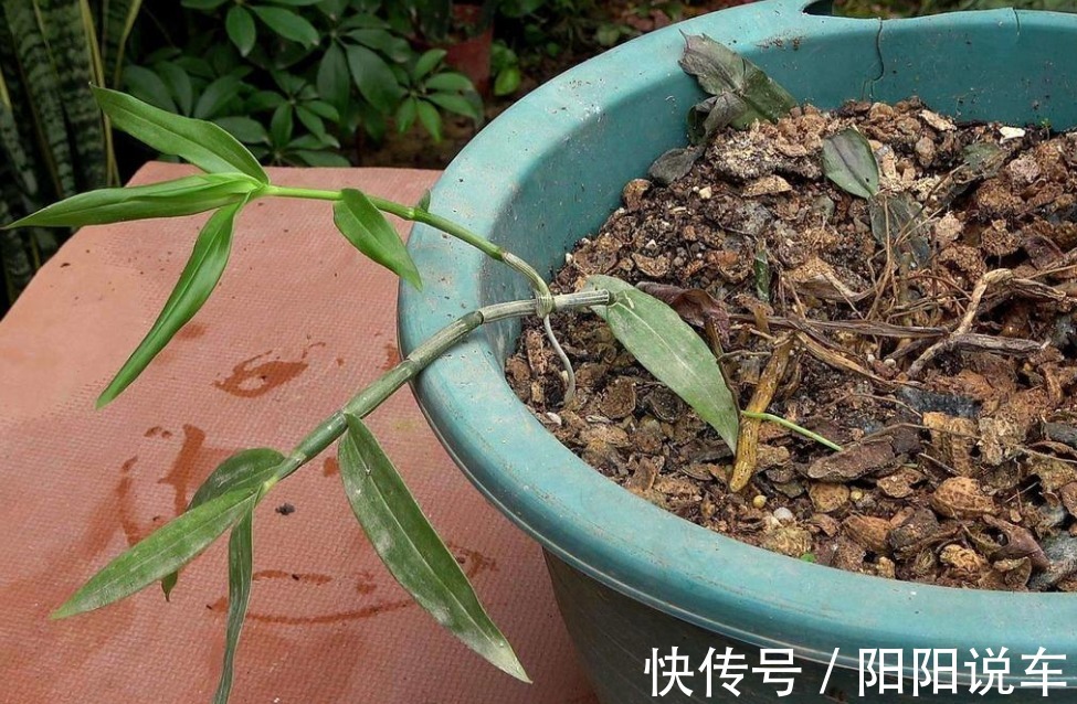 磷酸二氢钾|养花不用分开补水增肥,轮着用它们浇灌,植物好、土壤好!