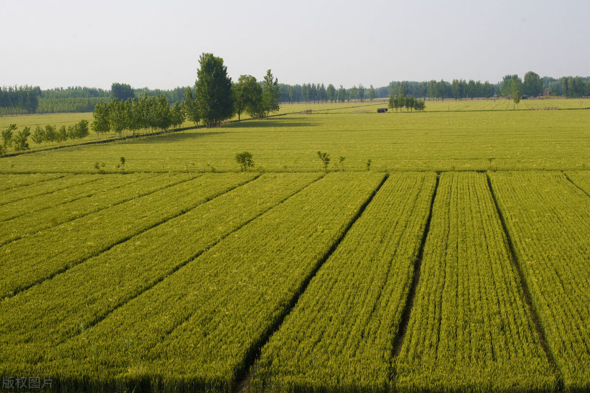 必要项|满足这5个条件,土地流转合同的签订才算是有效