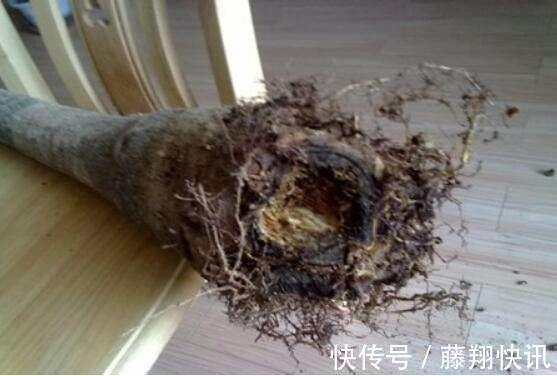 盆里加上“黄金豆”,叶片油亮亮,烂根黄叶都没有,发财树真好养