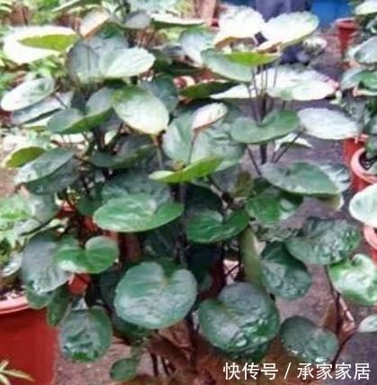  简单|这几款植物养在家里，好养如绿萝，简单易成活，纯洁美