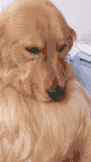 真皮|“有人敢卖,有人敢买,搞笑留言买家才是真皮!”