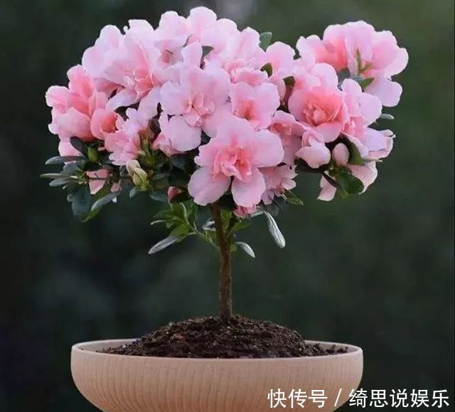 枝不干叶|夏季七月养杜鹃花,掌握好4个技巧,枝不干叶不枯,开花爆盆