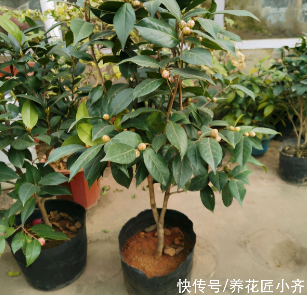 花盆|秋季是买花的季节,买到“黄泥”花苗,学会上盆缓苗,养好挺简单