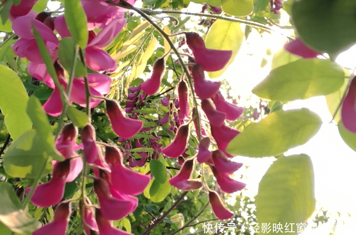 此花寓意着富贵的花，给人一种繁荣欣欣向荣的曲线，是财富之花