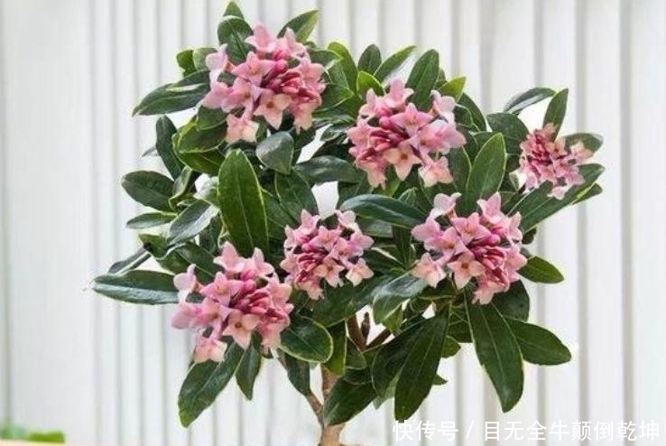 简单|特别适合新手养的花,好活易爆盆,简单易成活