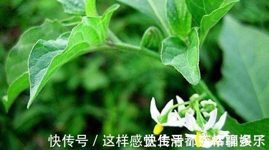 景天三七|以下几种野菜,能降血压血脂,消除咽喉发炎,超乎想象