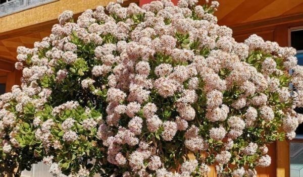 多肉中的“老寿星”,越老越值钱,养成大树可镇宅可传家!