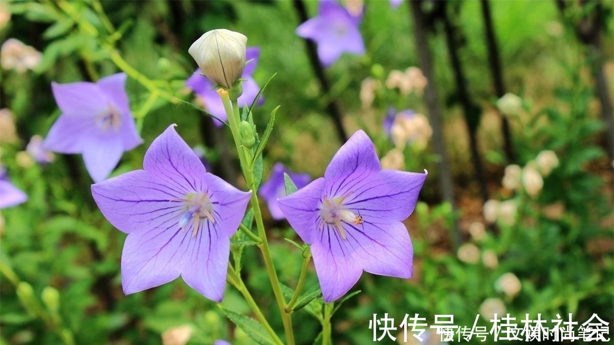 泡菜|农村一种特殊野菜,根似人参营养高,做成泡菜超下饭,见到别错过