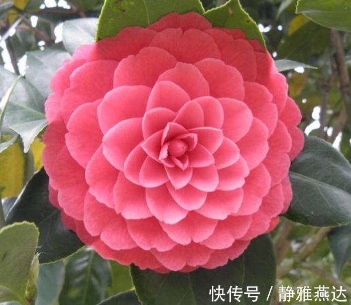 花期|养花就养个花期长的,一次开花100朵,阳台开成花海!