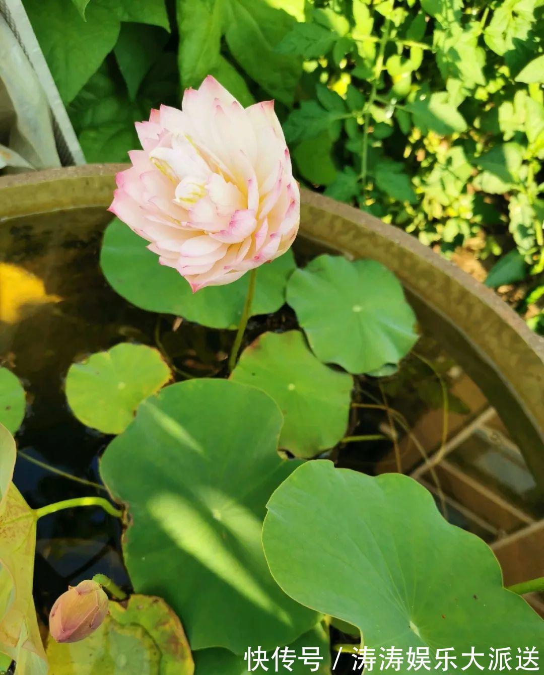 70岁老妈,一天也闲不住,院子里种满了花!