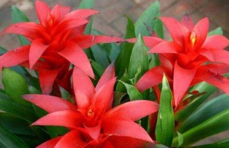 家中必养5种花,好养漂亮花期长,1个月不浇水,长得枝繁叶茂