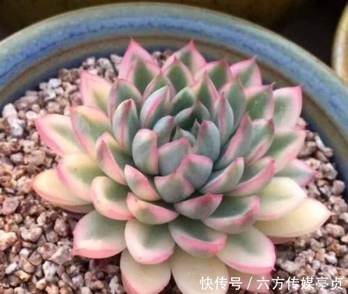 花市常见的3种花,再喜欢也别买,都是智商税,买了吃大亏!