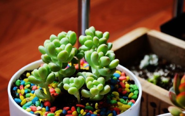 多肉天使之泪不好养教你3个妙招,轻松爆盆,叶片晶莹剔透!