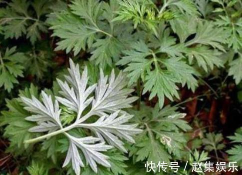 洗头|艾草煮水洗头,坚持半个月,身体发生神奇的变化,太好用了!