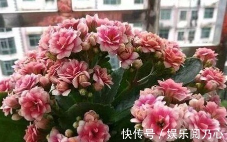 鸡蛋壳|养长寿花，就得用“它”，盆里埋一个，一年不施肥也爆满盆！