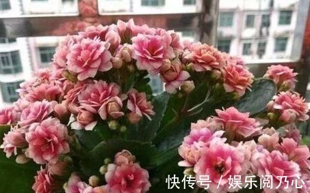 鸡蛋壳|养长寿花,就得用“它”,盆里埋一个,一年不施肥也爆满盆!