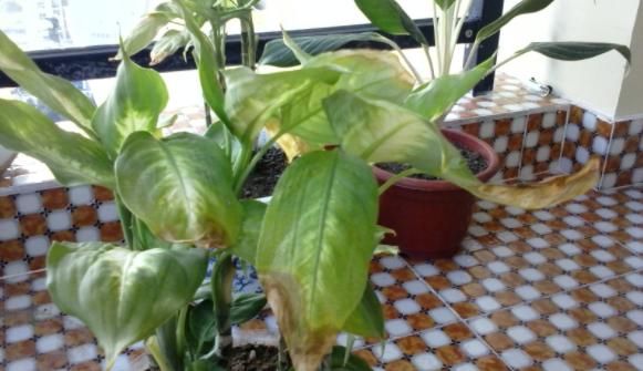 在家养殖万年青，这4方面不出错，盆栽只会越长越好变美