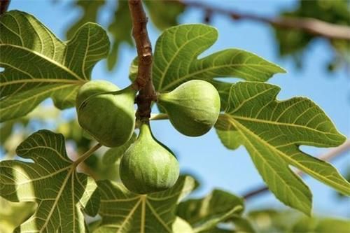 欧米茄|女性不愿长满皱纹，要多吃3种食物，美容养颜，提高免疫力！