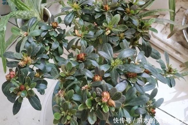 公认难养的6种花,新手慎买,养不活还浪费钱!