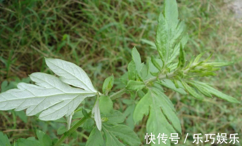 艾草|这野草农村几乎随处见,它天生带一股“香气”,能吃还是天然药材