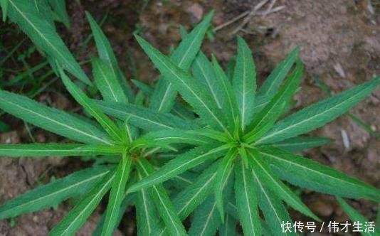 适应能力|乡下的“养肝草”,过去用来喂牲畜,其实能入药,城里27元一元