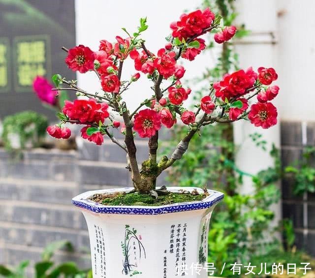 自带|这“3种”植物,自带“贵气”,再贵也要养,能“旺运”!