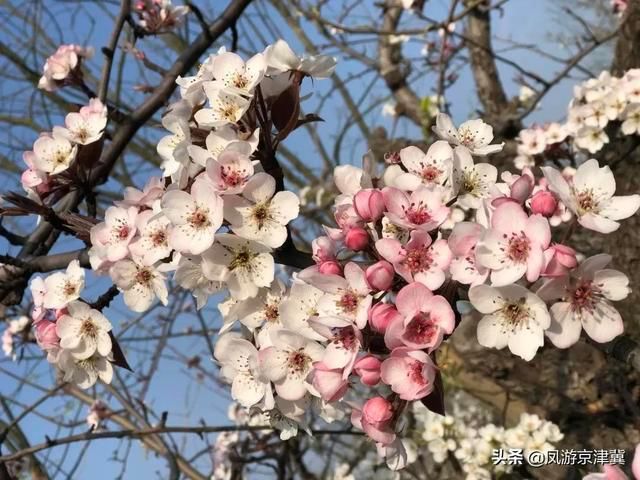 博野|保定旅发早知道:博野可以多浪漫?请屏住呼吸，准备好美到窒息