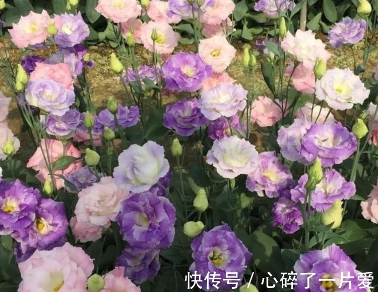 泥炭土|4种花，堪称“开花机器”，养家里，直接变成小花园，花朵硕大