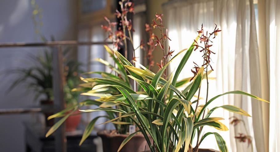 兰花最怕“上干下湿”,教你3招有效改善,根系健壮不空根