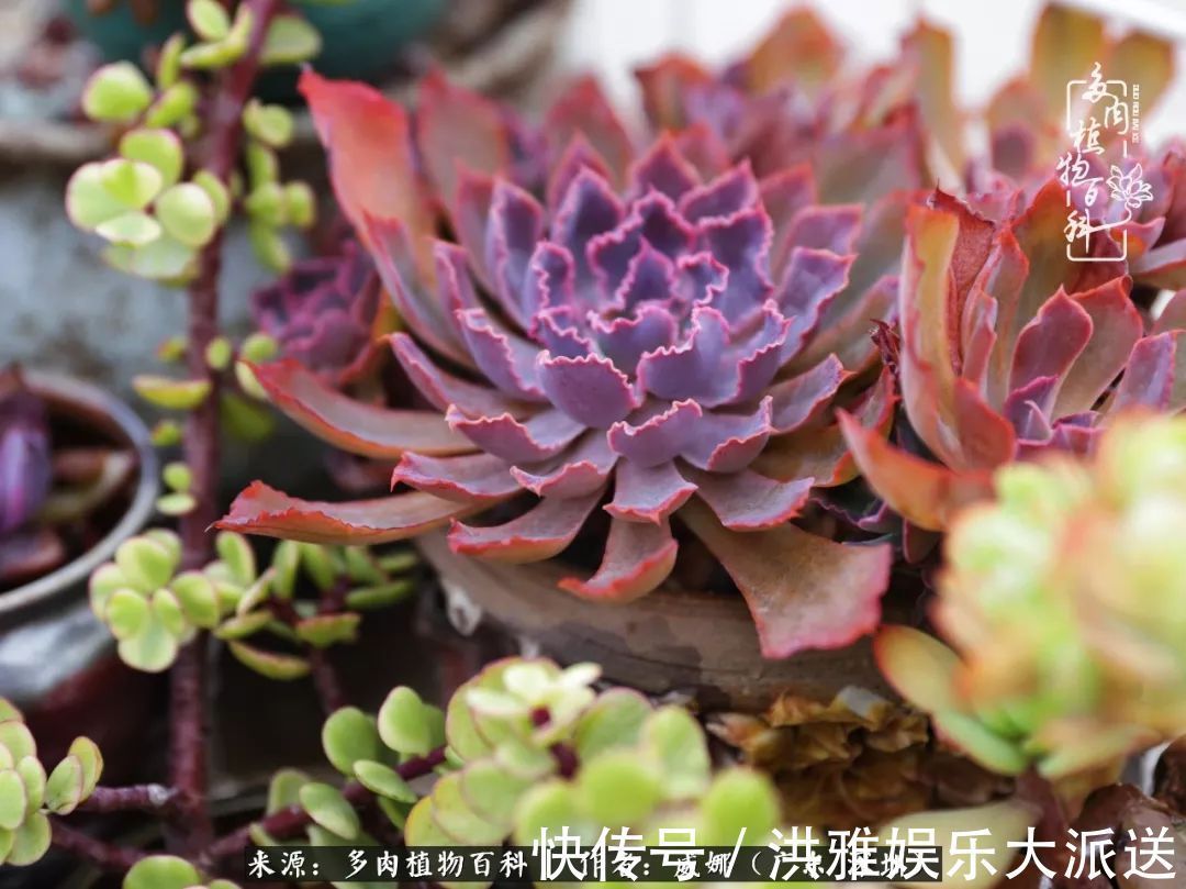 橙梦露|笼子里露养的多肉，越养越美！有多肉的日子伴着小确幸！