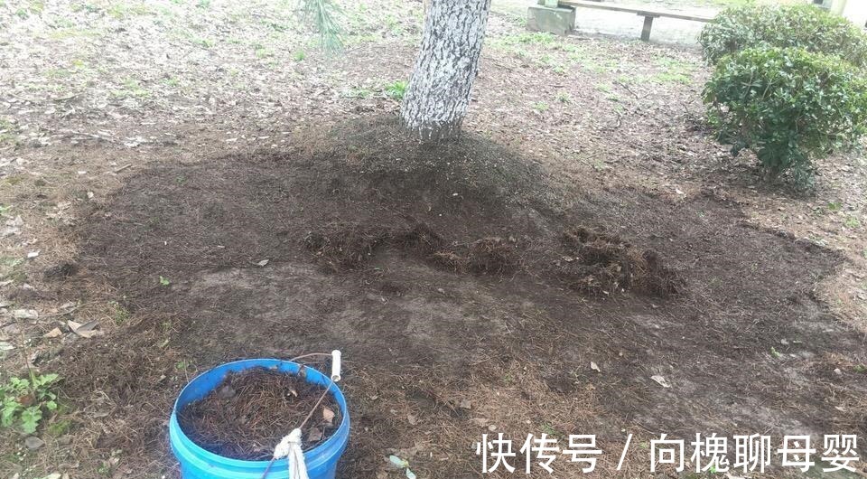 户外挖“2种土”养花,君子兰长得像“大白菜”,茉莉花“爆盆”