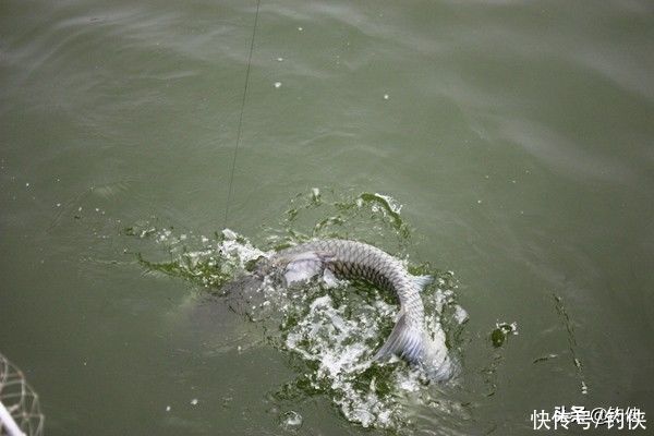 鱼竿|水库钓鱼不光钓位重要，这些更加重要