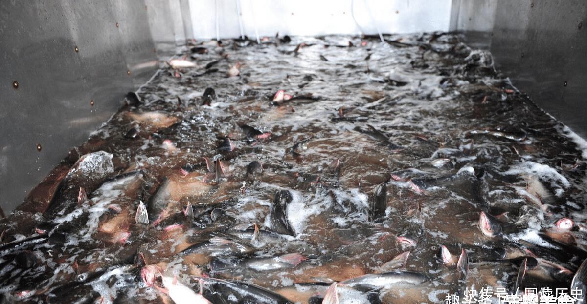 鲜美|爽滑鲜美的“龙利鱼”,上岸就没了,真相:你吃的很有可能是假的