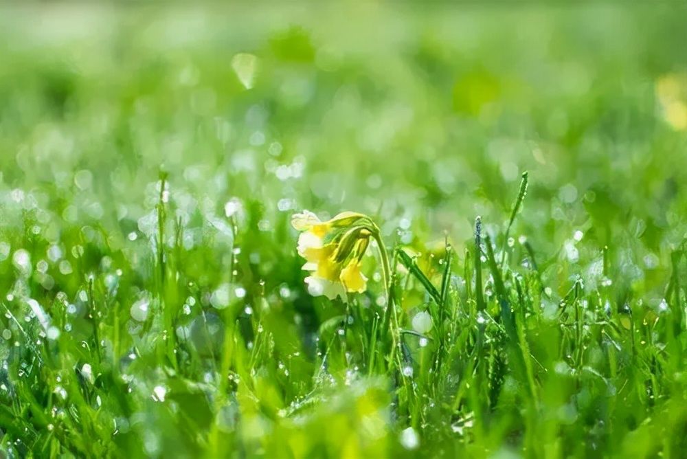 春游湖#迎一场春雨，等一片春暖花开