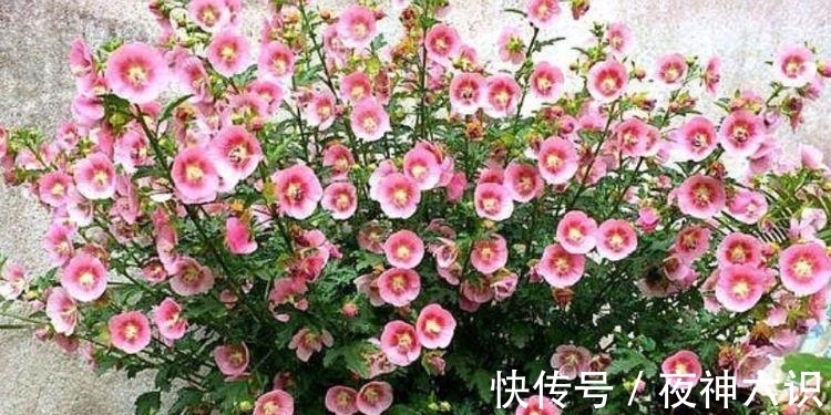 鸿运当头|4种花好养易活，旺财又养人，比牡丹美，比绿萝好养！