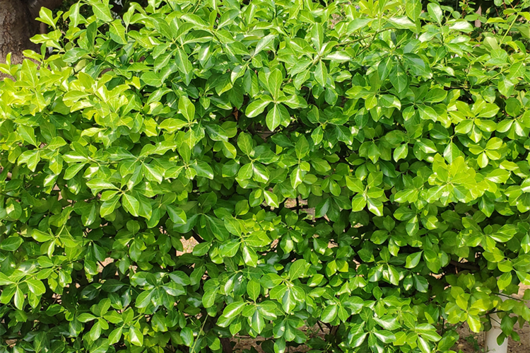 芹菜|6种公认的低热量食物，鸡蛋排在最后，而黄瓜才排第四，涨知识