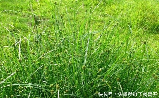 有一种草,打着蜈蚣的旗号,却有意想不到的功效!