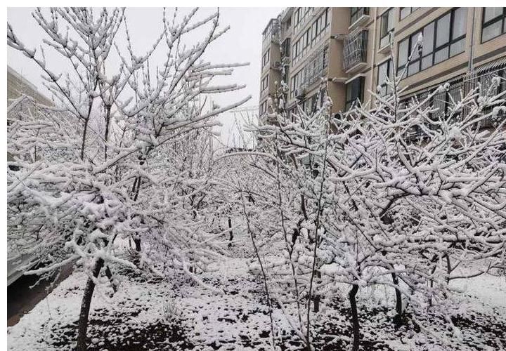 美景|情报站｜下雪啦！山东雪后各地的美景您知道什么样吗？