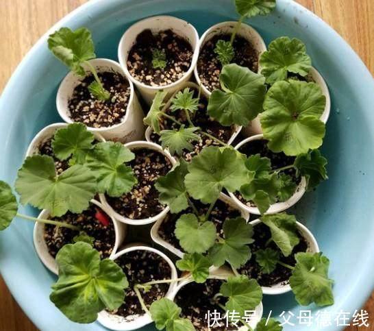 如果家里只能养一种花,那就是它,花开四季,花多爆盆