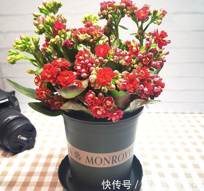 5种公认的富贵花,适合养客厅,贵气又吉祥,有钱人家都爱养