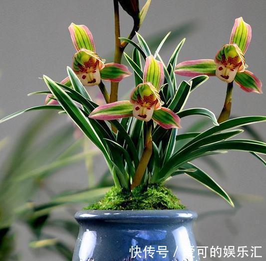 阳台养花选这种兰花,花开之后香气浓郁,好养好打