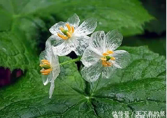 别错过这款“水晶花”,花瓣遇水变透明,单季绽放“可遇不可求”