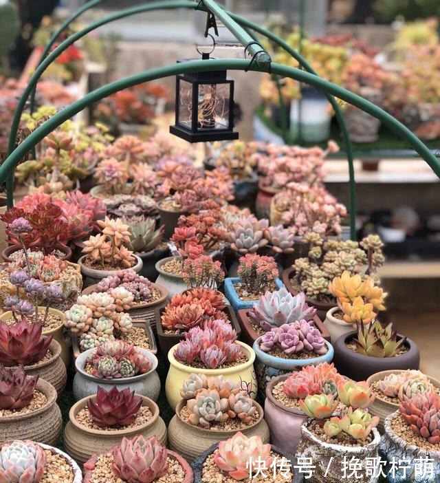 多肉“僵苗”是大事,搞不好就会“死翘翘”,学会3个方法解决!