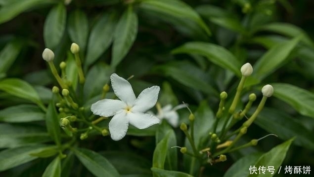  赶跑|尿酸过高，坚持用3种植物泡水喝，助你赶跑痛风