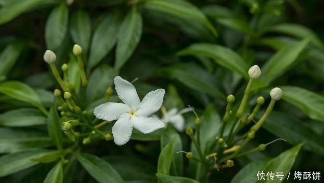 赶跑|尿酸过高,坚持用3种植物泡水喝,助你赶跑痛风