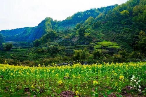 看，这漫山遍野的油菜花开了！